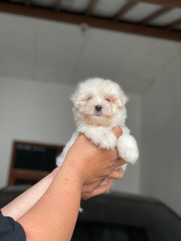 puppies maltese jantan (non stb)