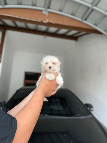 puppies maltese jantan (non stb)
