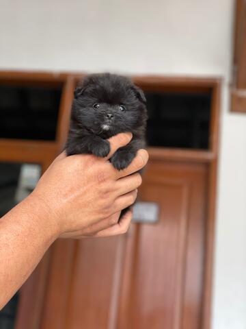 puppies minipom hitam betina