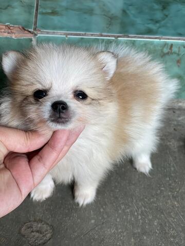 puppies minipom betina partycolour