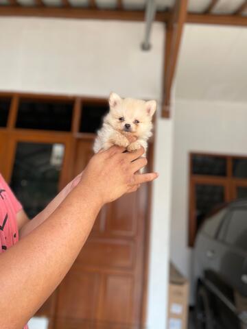 puppies minipom jantan cream