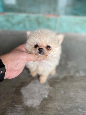 puppies superminipom jantan