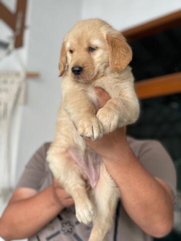 puppies golden retriever betina bigbone