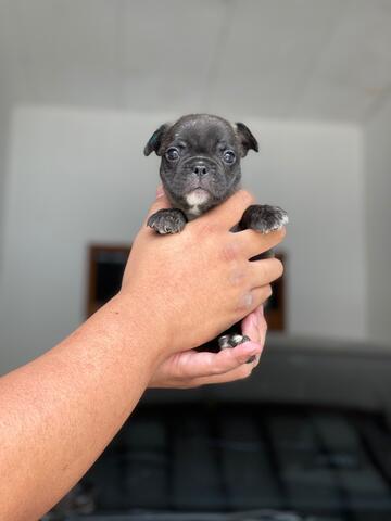 puppies french bulldog jantan