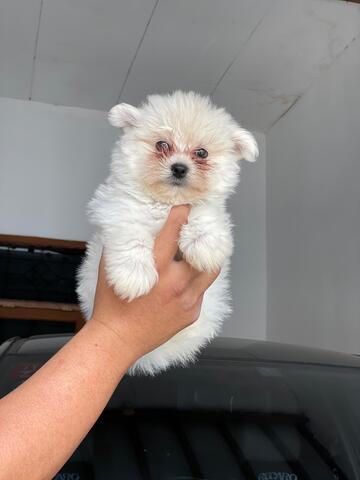 mix maltese minipom (jantan)