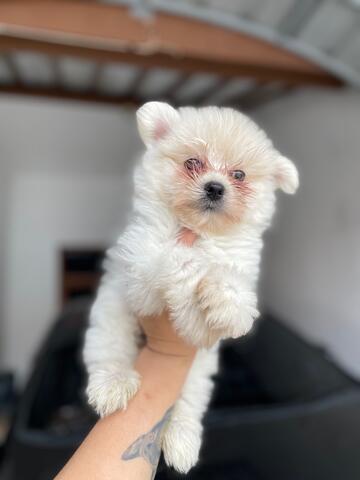 mix maltese minipom (jantan)