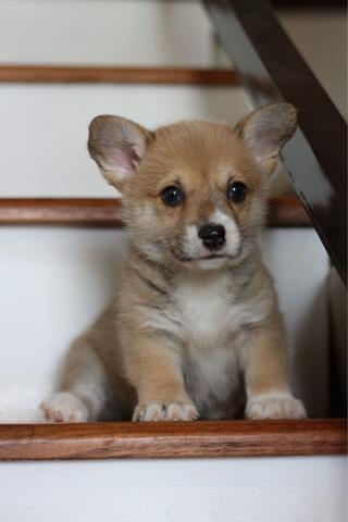 puppies welsh corgi betina