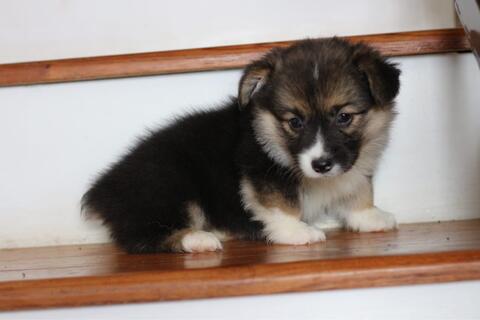 puppies welsh corgi betina