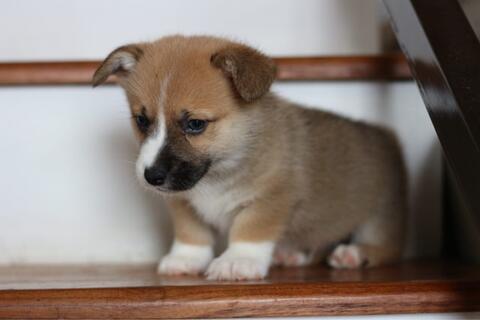 puppies welsh corgi betina