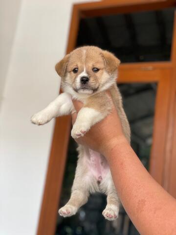 puppies welsh corgi betina sable