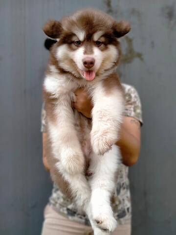 puppies alaskan malamute jantan red bigbone
