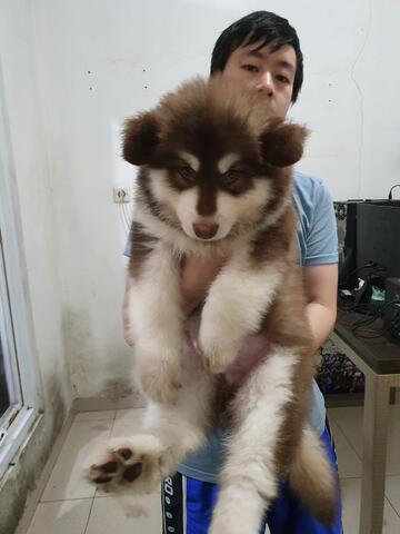 puppies alaskan malamute jantan red bigbone