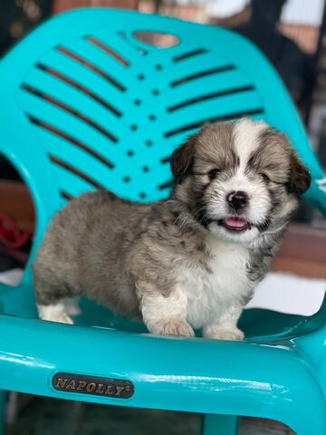 puppies mix welsh corgi (jantan) fluffy