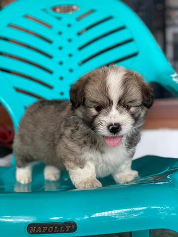 puppies mix welsh corgi (jantan) fluffy