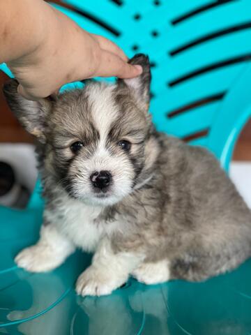 puppies mix welsh corgi (jantan) fluffy