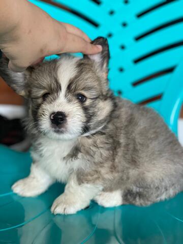 puppies mix welsh corgi (jantan) fluffy