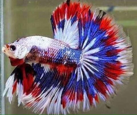 Ikan Cupang Halfmoon White Fancy