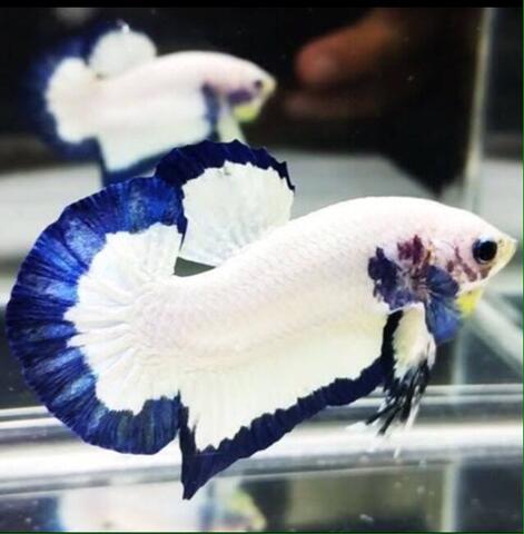 Ikan Cupang Giant Blue Rim