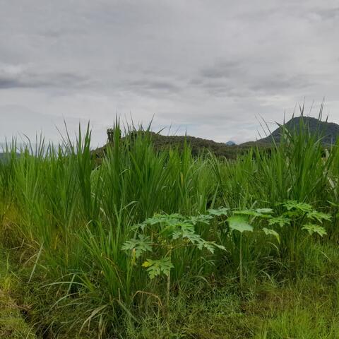 Jual Rumput Untuk Makan Ternak Kambing & Sapi