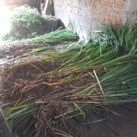 Jual Rumput Untuk Makan Ternak Kambing & Sapi