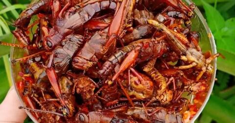 belalang-goreng-makanan-ekstrim-khas-gunungkidul