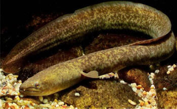 Terjual Dijual Moa Sidat Lubang Raksasa 5kg Lebih Kaskus