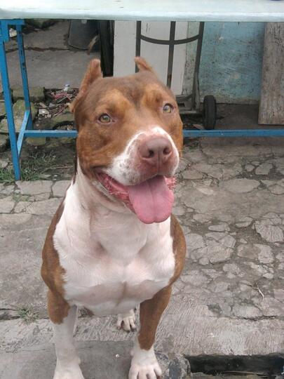 Terjual Sewa Pitbull Kaskus