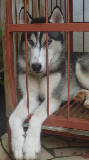 Terjual Jual Anjing Siberian Husky Kandang Kaskus