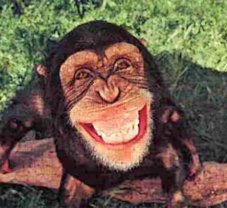 Senyum monyet Monyet Senyum