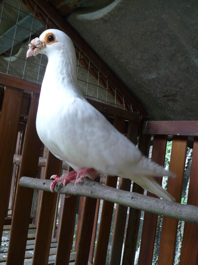 Terjual Jual Burung Dara Pos Putih Kaskus