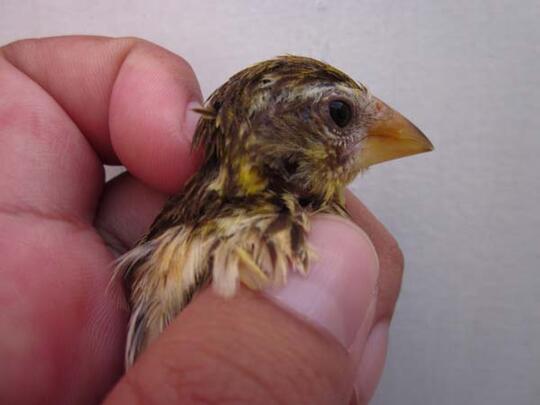 Manyar Mania Silahkan Gabung Page 27 Kaskus