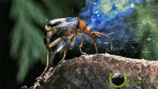 Ini Dia 7 Hewan Paling Bau Di Dunia Kaskus