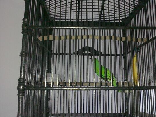 burung c.ijo