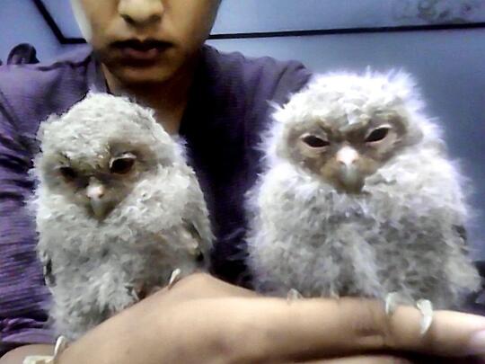 Terjual Burung Hantu Celepuk Brancher Dan Juve Asli Purwokerto