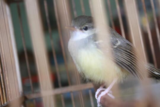 Prinia Familiaris Ciblek The Little Fighter Page 108 Kaskus