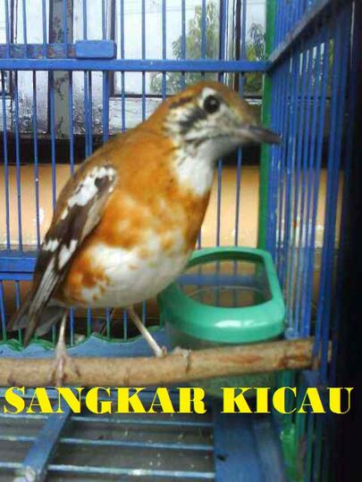 32+ Harga burung anis cendana terupdate