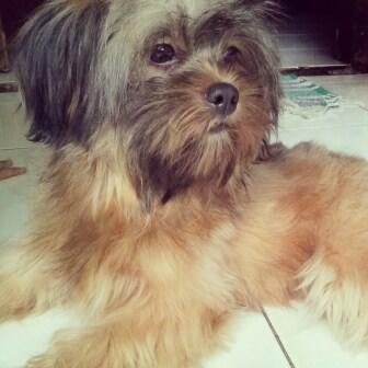Terjual Anjing Shihtzu Mix Pom Dob 10 Oktober 2012 Kaskus