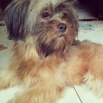 anjing shih tzu mix pom