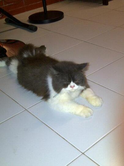 Terjual kucing anggora  KASKUS