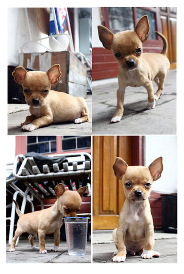 25+ Anjing chihuahua mini update