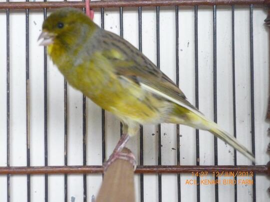 Terjual Jual Burung Kenari Surabaya Acil Kenari Kaskus