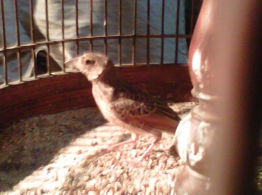 Branjangan Page 35 Kaskus