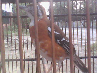 Terjual Burung Anis Cendana Zoothera Peronii Kaskus