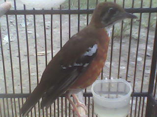 Terjual Burung Anis Cendana Zoothera Peronii Kaskus