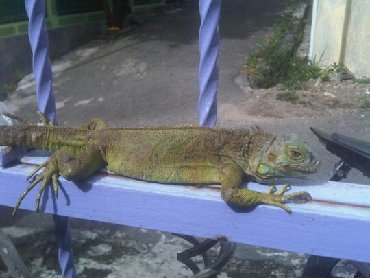 Iguana Lovers Page 183 Kaskus