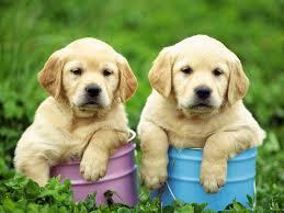 Labrador Retriever Anjing Penolong Yang Suka Dimanja Kaskus