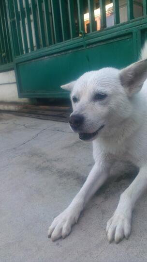 Pencinta Anjing Kintamani Bali Page 24 Kaskus