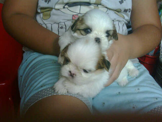Terjual Jual Anakan Anjing Shih Tzu Kaskus