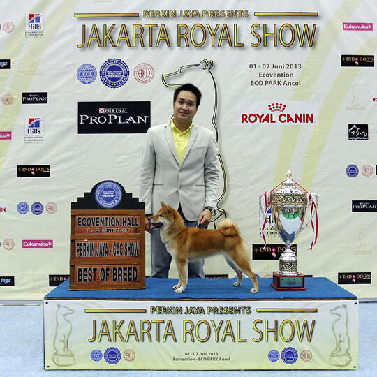 Terjual 4 Shiba Inu Puppies Available Anjing Langka Dr Jepang