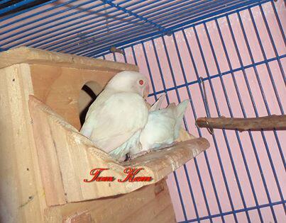 32+ Burung labet albino terbaru